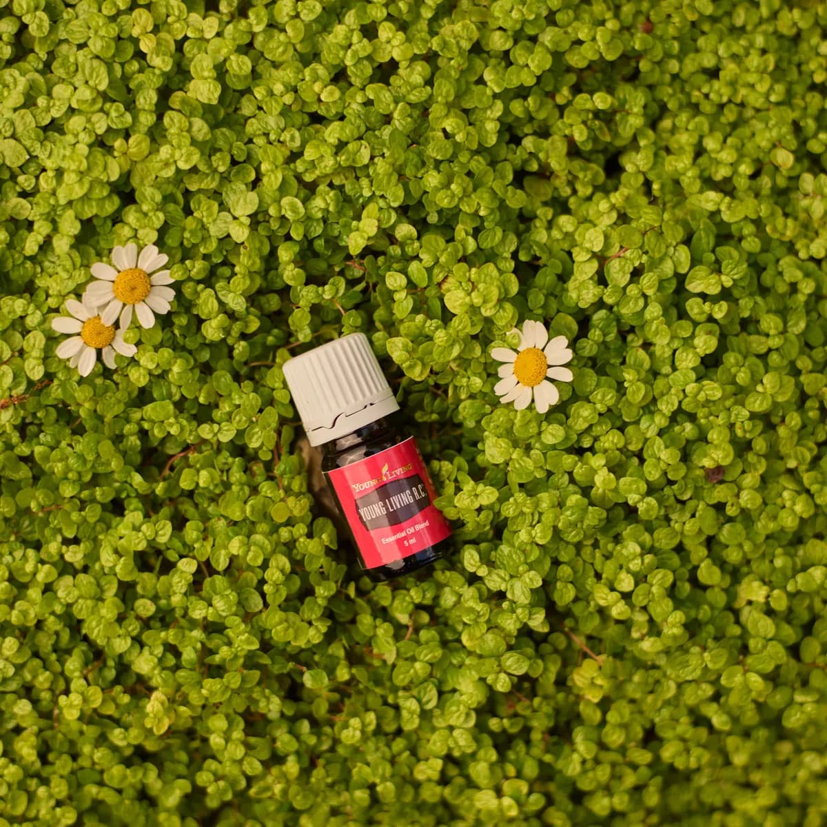 Ein Fläschchen Young Living R.C. 5 ml liegt auf einem dichten Teppich kleiner grüner Blätter, daneben drei weiße Blüten, von oben fotografiert.