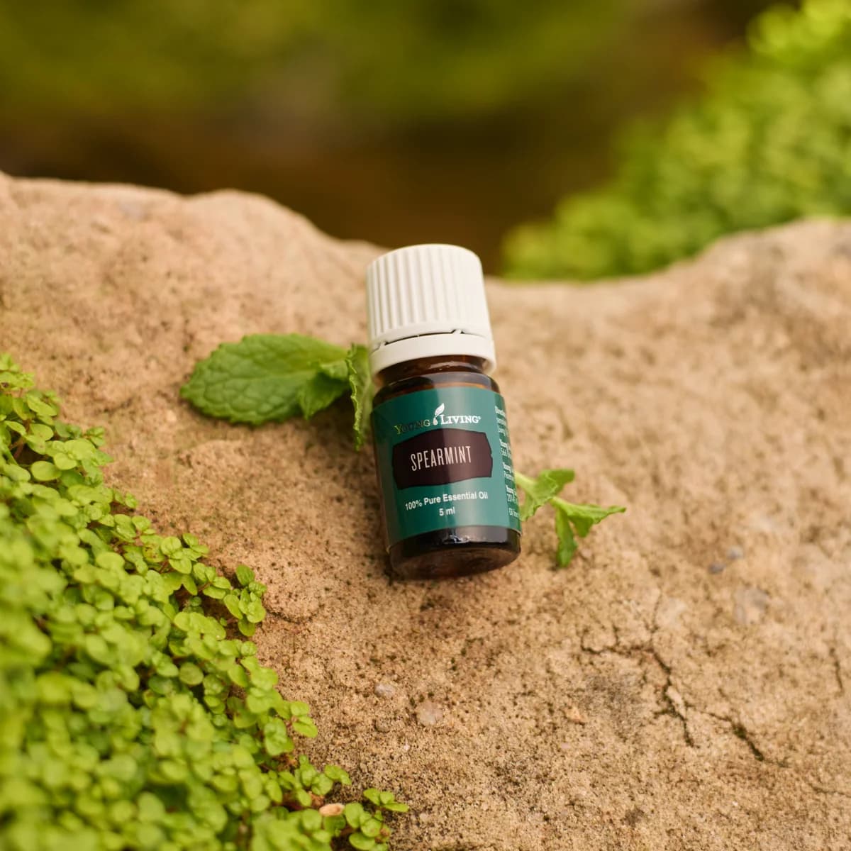 Ein Fläschchen Young Living Grüne Minze Öl 5 ml liegt auf einem Sandsteinfelsen neben frischen Minzblättern, umgeben von grünen Polsterpflanzen.