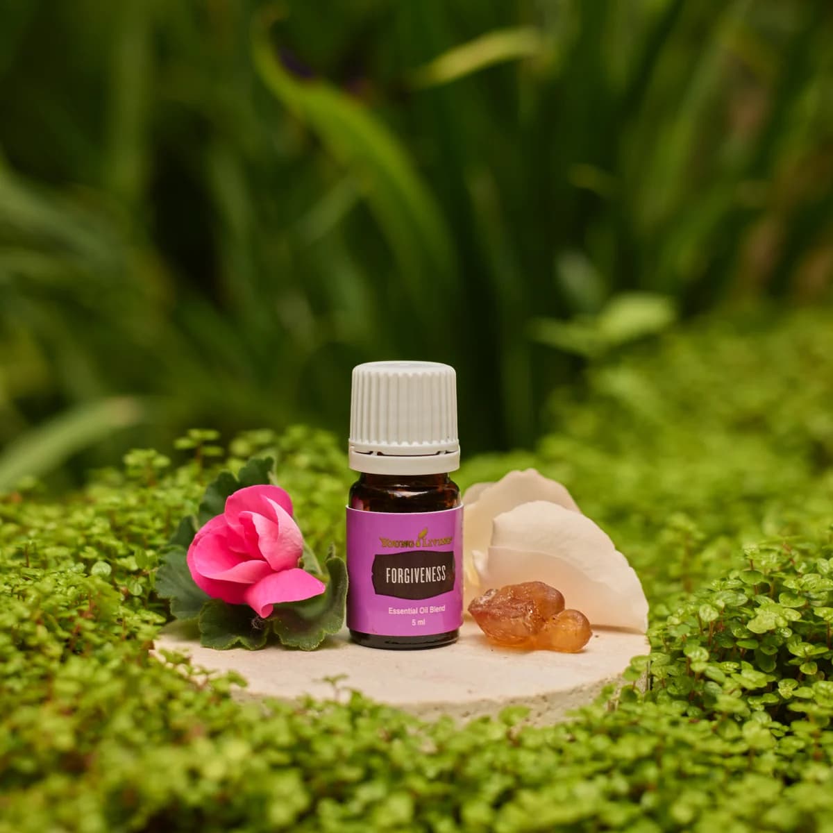 Ein Fläschchen Young Living Forgiveness 5 ml steht auf einer kleinen Steinscheibe zwischen einer rosa Blüte, einem weißen Blütenblatt und Harz im Grün.