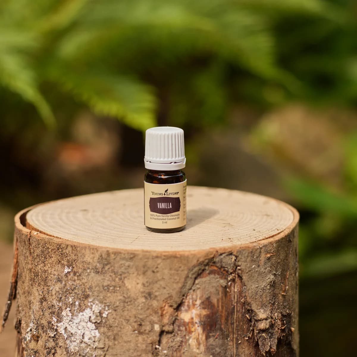 Ein Fläschchen Young Living Vanille Oleoresin 5 ml steht auf einem Baumstumpf, im Hintergrund sonnenbeschienene grüne Farne.