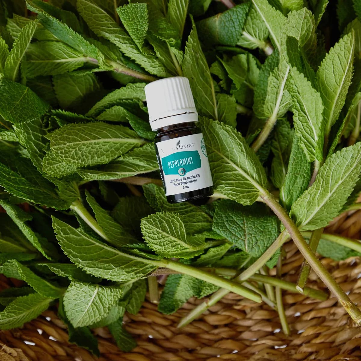 Ein Fläschchen Young Living Pfefferminze+ 5 ml liegt auf frischen Minzzweigen.