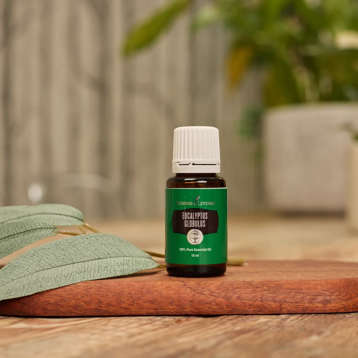 Ein Fläschchen Young Living Eukalyptus Globulus Öl 15 ml steht auf einem dunklen Holzbrett neben Eukalyptusblättern, dahinter unscharf Topfpflanzen.