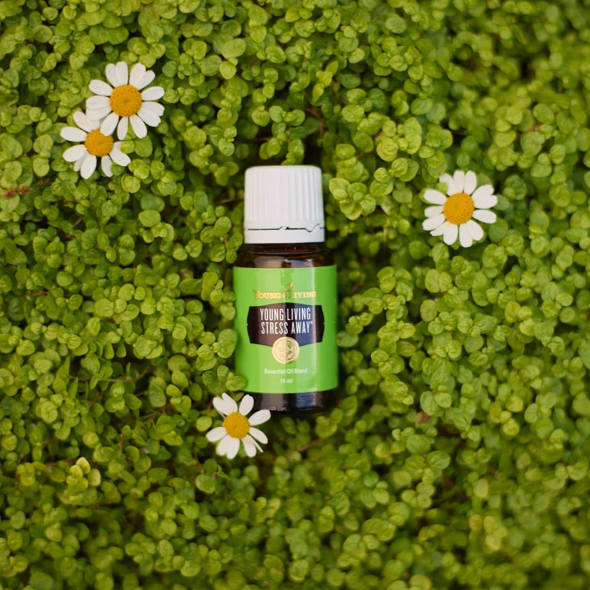 Ein Fläschchen Young Living Stress Away 15 ml liegt auf einem dichten Teppich kleiner grüner Blätter, umgeben von vier weißen Blüten, von oben fotografiert.
