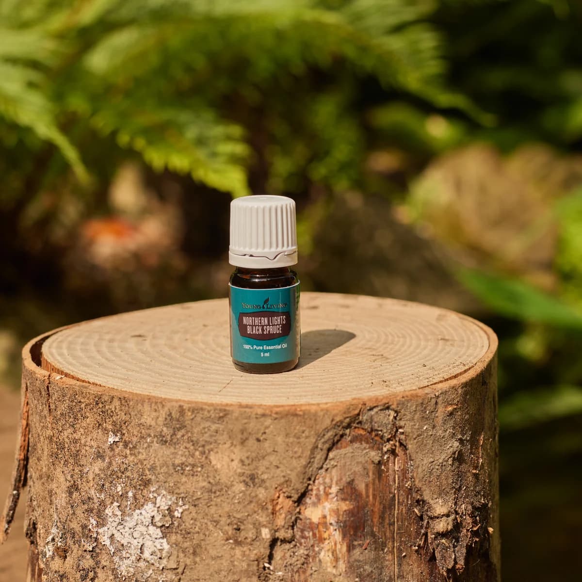 Ein Fläschchen Young Living Northern Lights Schwarzfichtenöl 5 ml steht auf einem Baumstumpf im Sonnenlicht, dahinter grüne Farne und Sträucher.